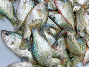 CRAPPIE FISHING IN MISSISSIPPI