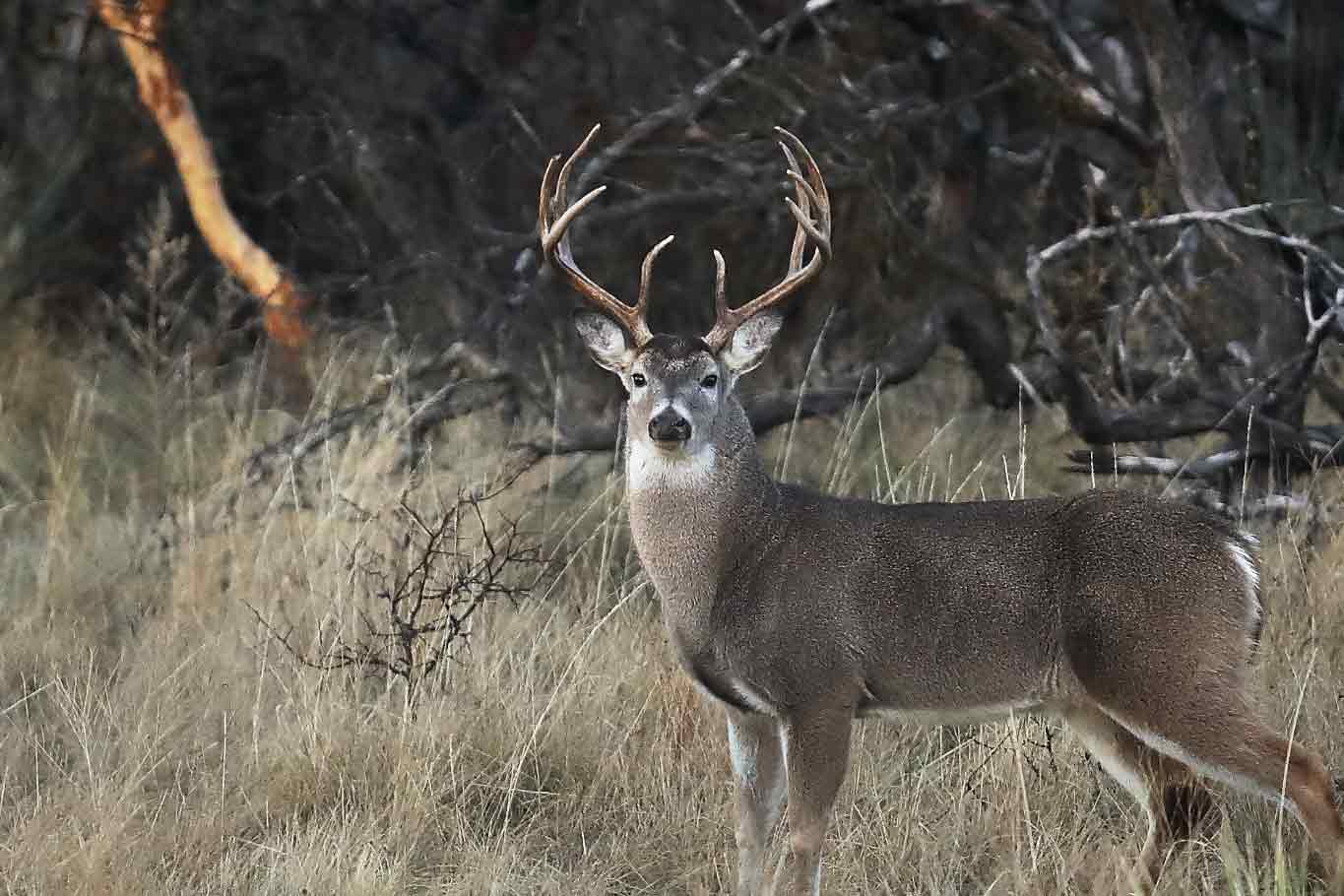 deer standing in field