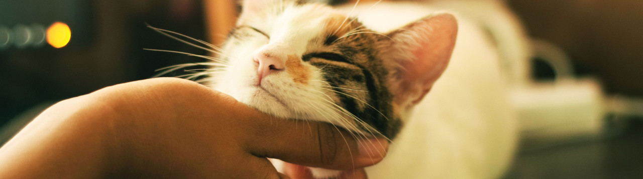 Independent Pet Stores