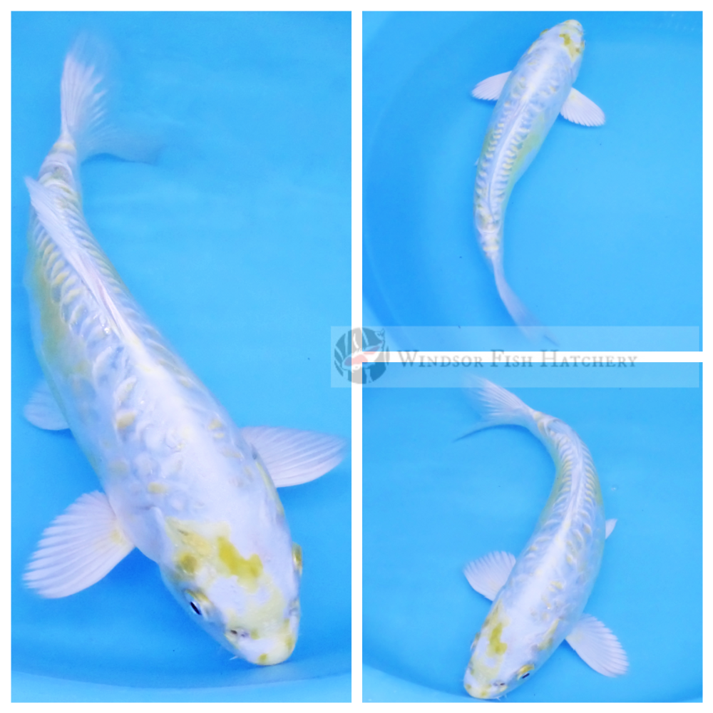a yellow and platinum koi online