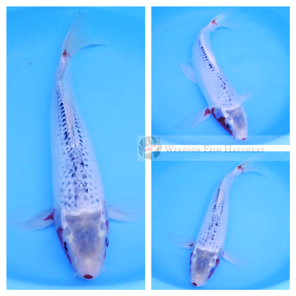 buy large koi fish