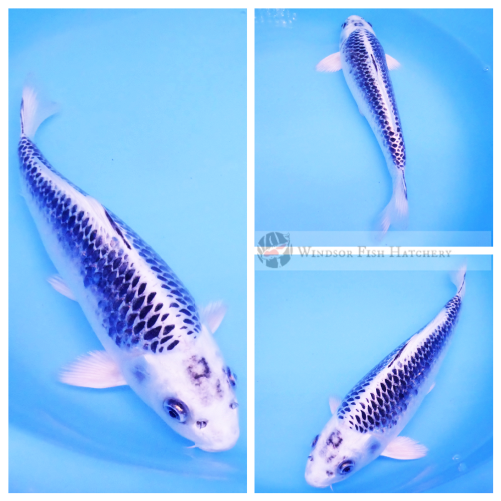 pond fish for sale