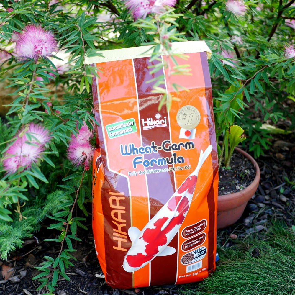 5-kilo resealable bag of high-quality quality wheatgerm for feeding koi & goldfish in winter