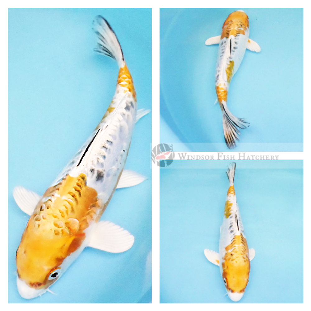metallic golden and white hued koi with dostiu scale patterns in freshwater