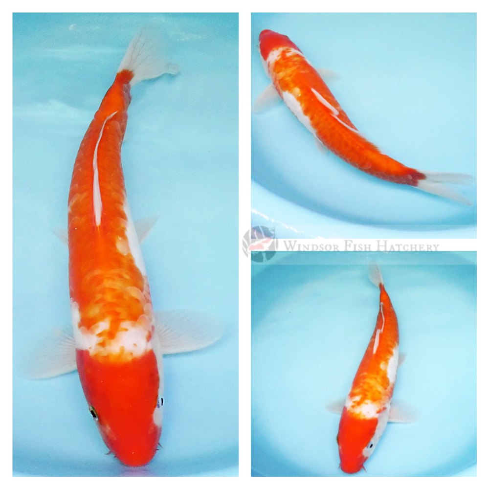 a pattern of large scales on a red and white koi fish