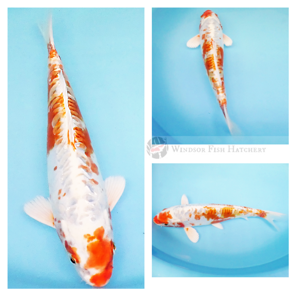 platinum hariwake koi with metallic sheen & patterned scales  