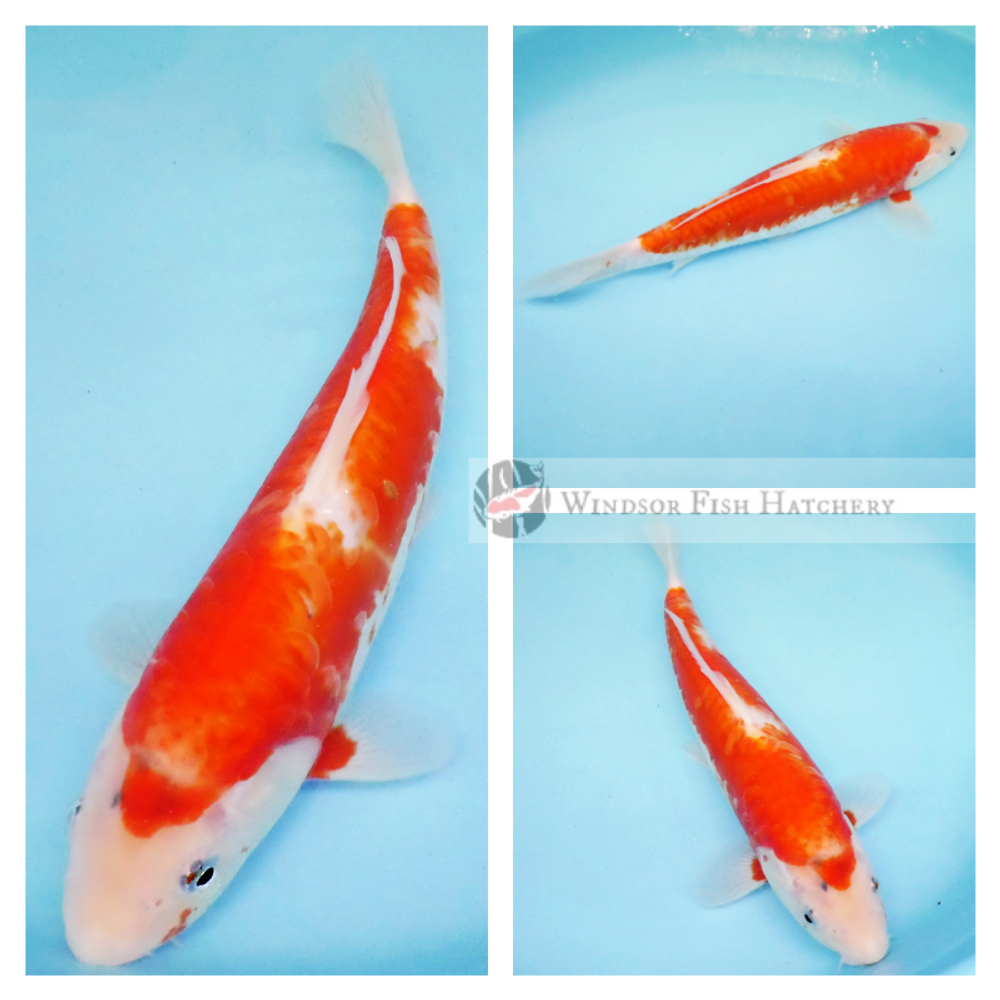 koi fish to grow even larger in your garden pond this spring