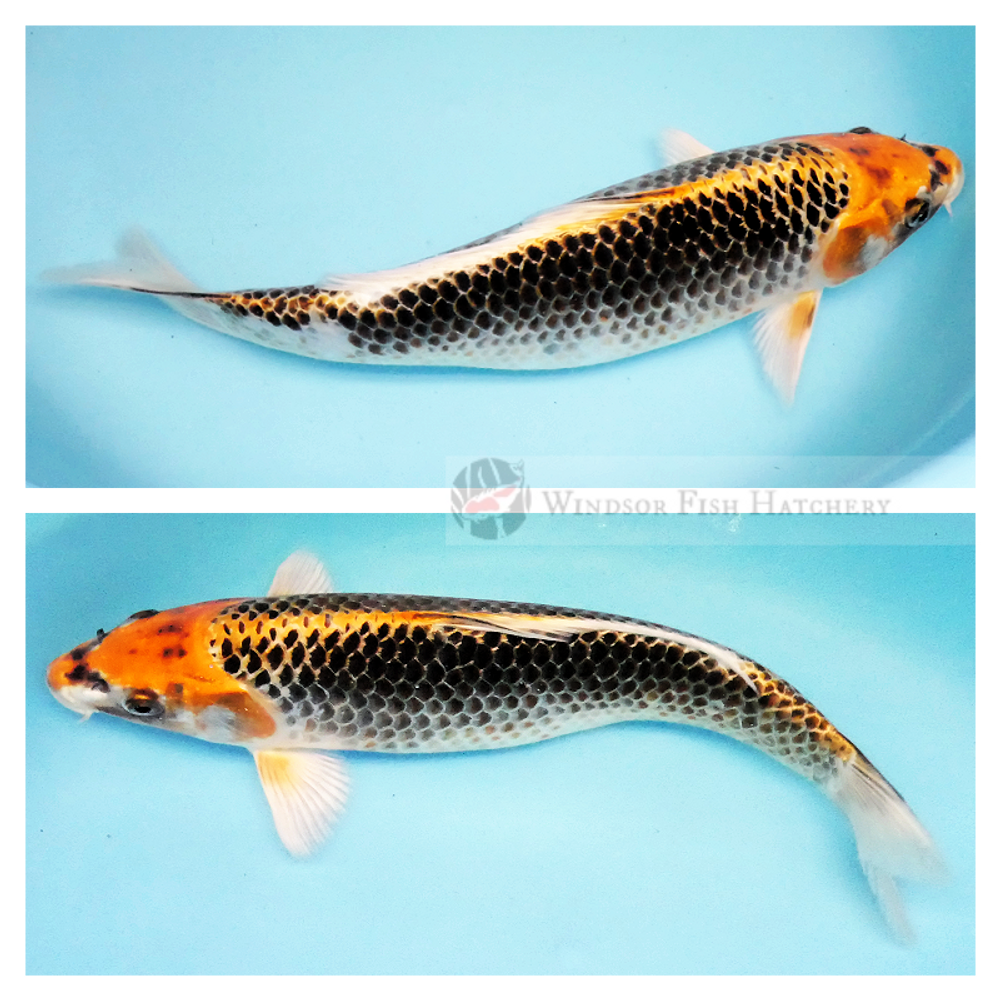 female koi fish to grow in your pond shown swimming for sale online