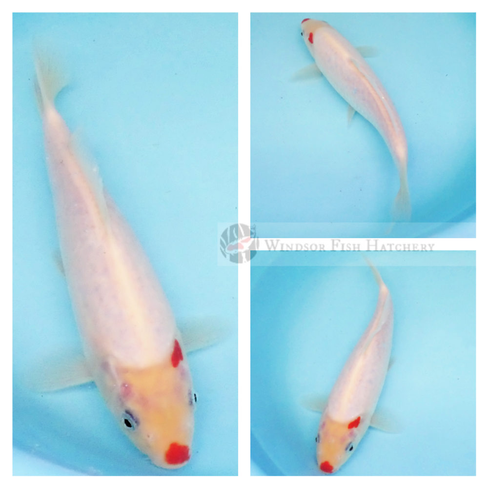 white koi fish with red small markings on shoulder and nose for sale online