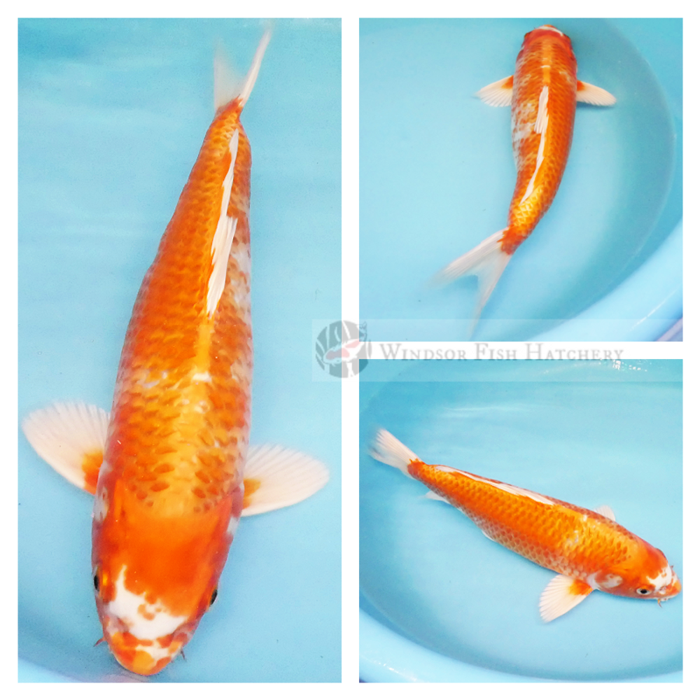 two coloured metallic koi fish 