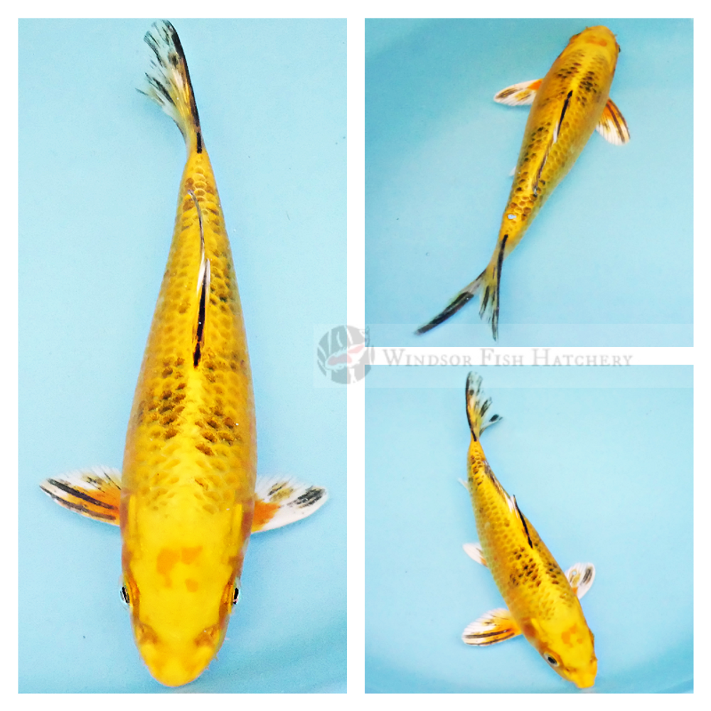 bright yellow metallic koi with Black bekko markings for your pond