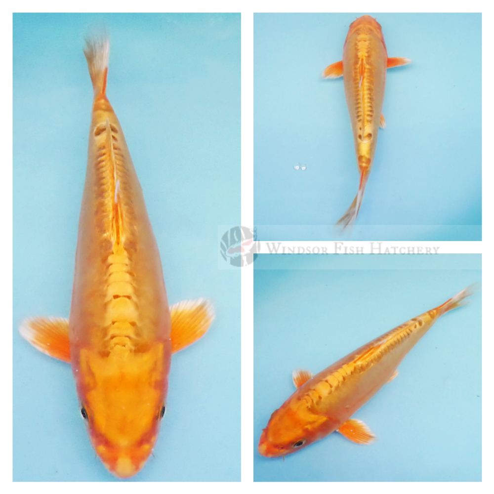 peach coloured ogon high metallic koi fish for sale online 