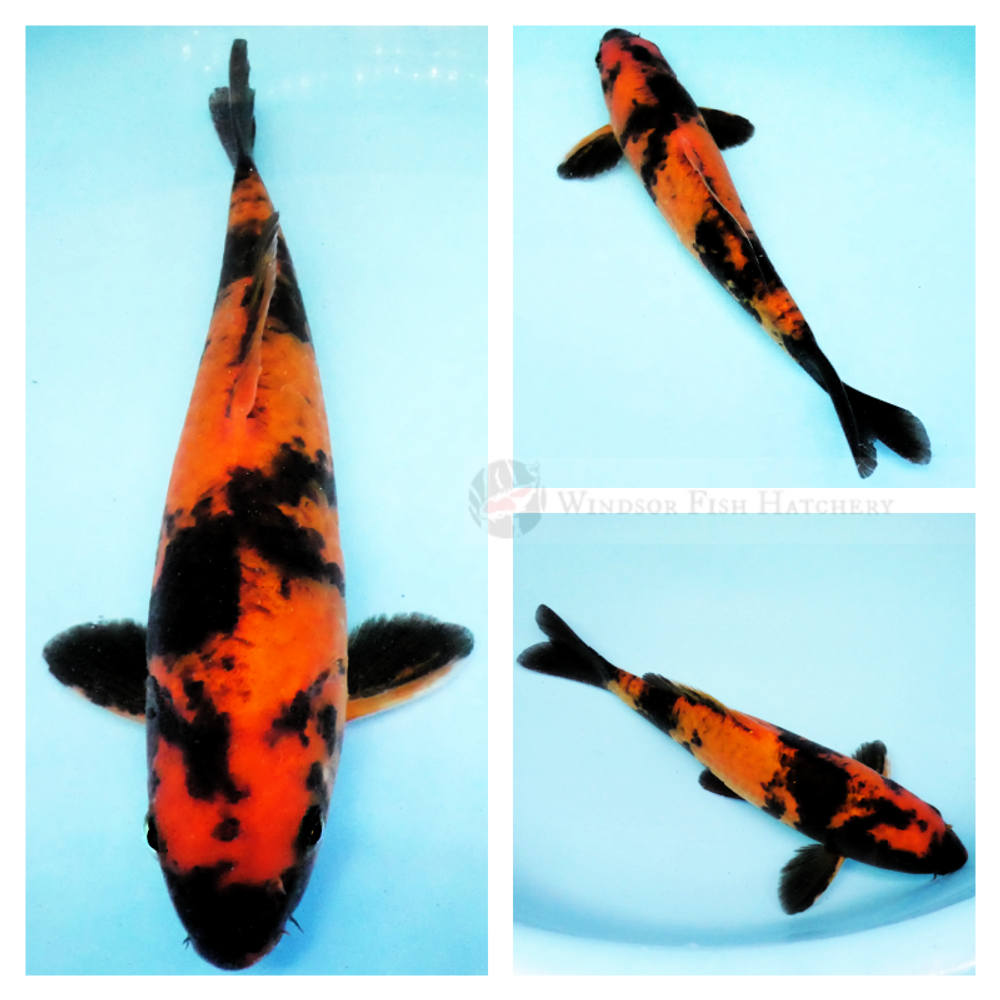 black patterning on Red koi is a hi utsuri for sale on the website 
