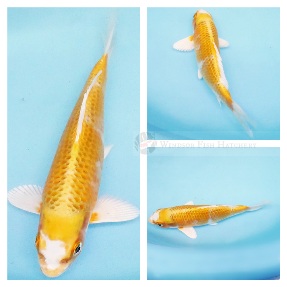 platinum and bright yellow koi to see grow in your pond