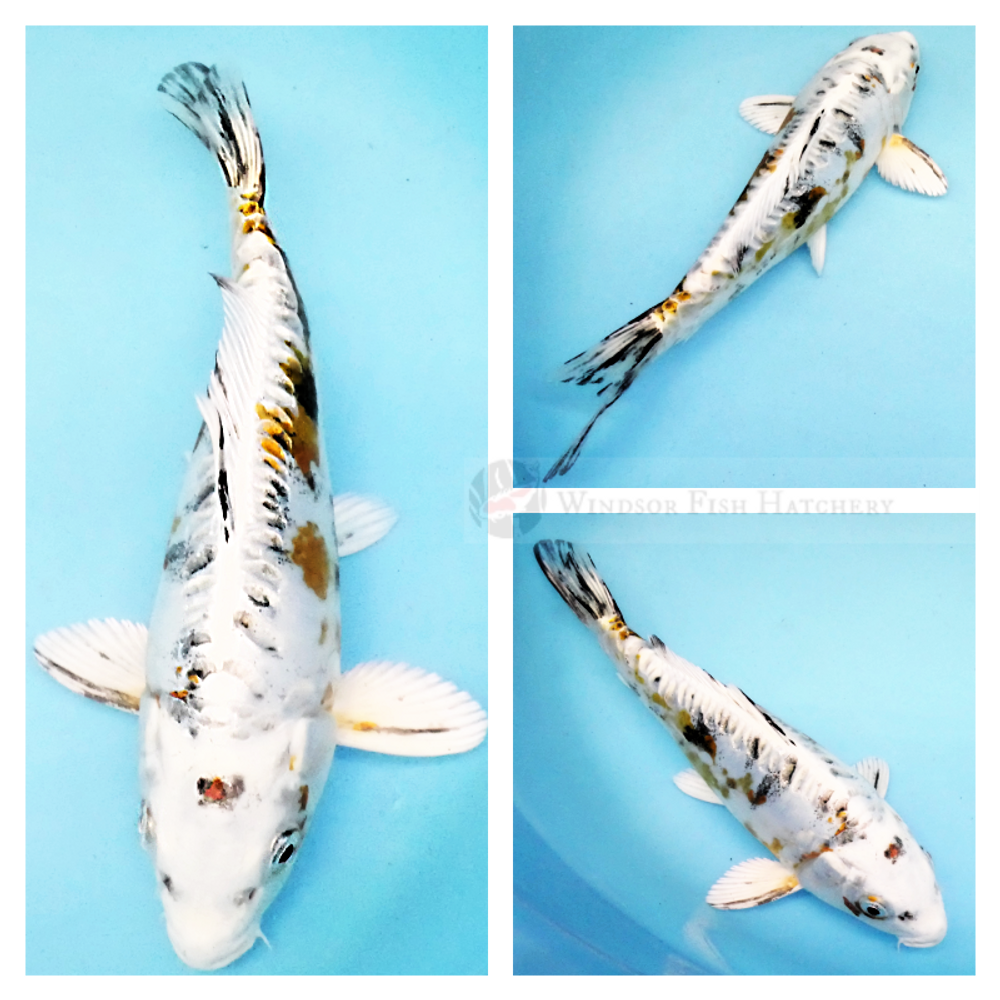 yamatoniski platinum koi with stunning coloured highlights for sale from windsor fish hatchery