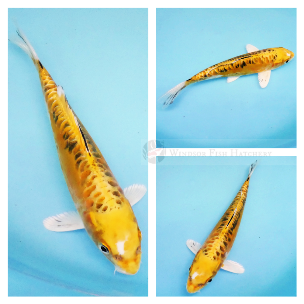 bright metallic koi leather skin with large scale pattern for sale