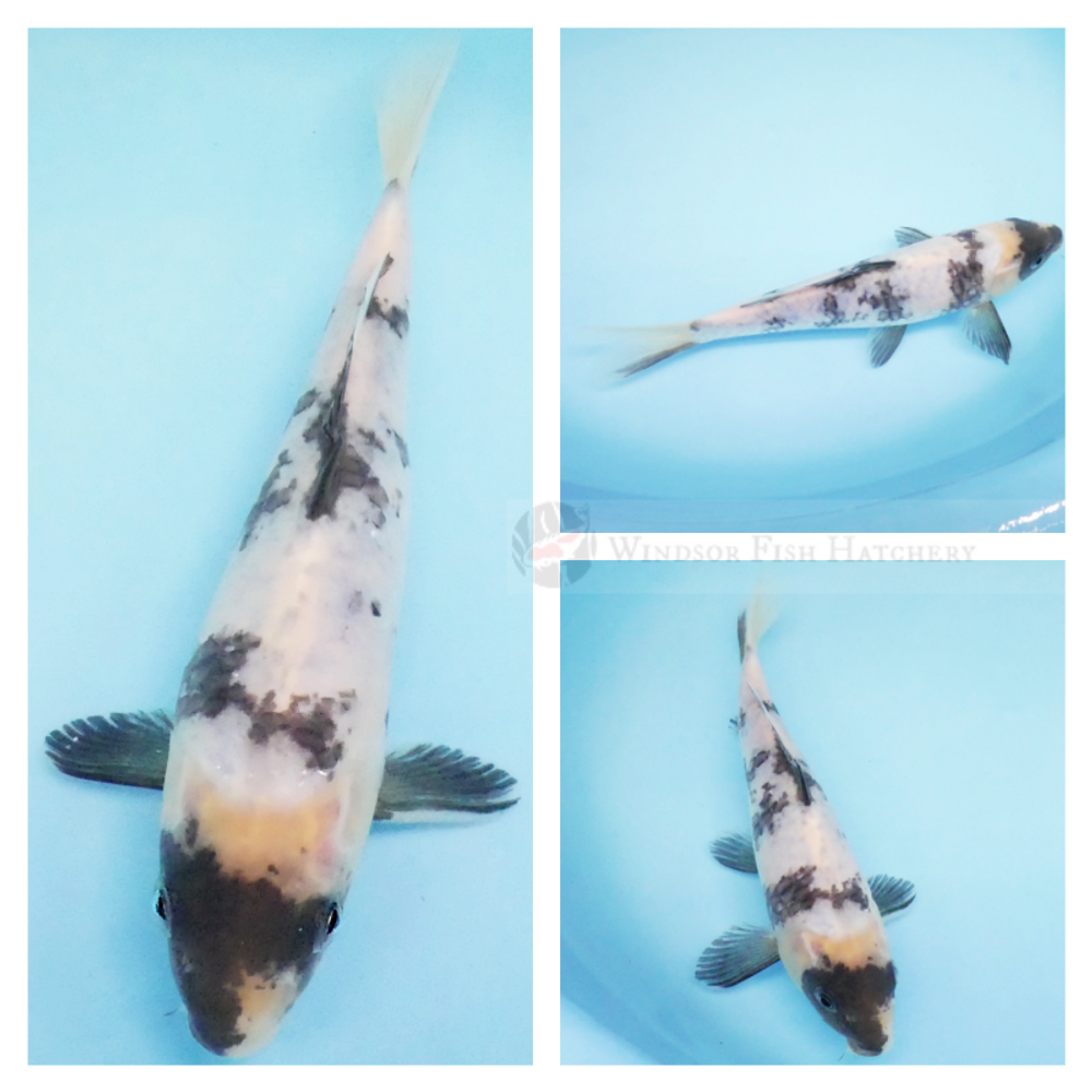 black patterning on white koi high contrast for sale online