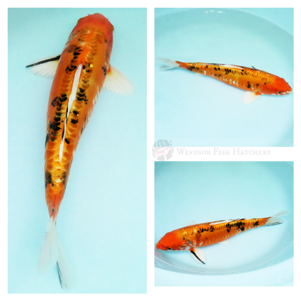  leather skin yamatoniski of multipule hues koi fish to grow in your pond 