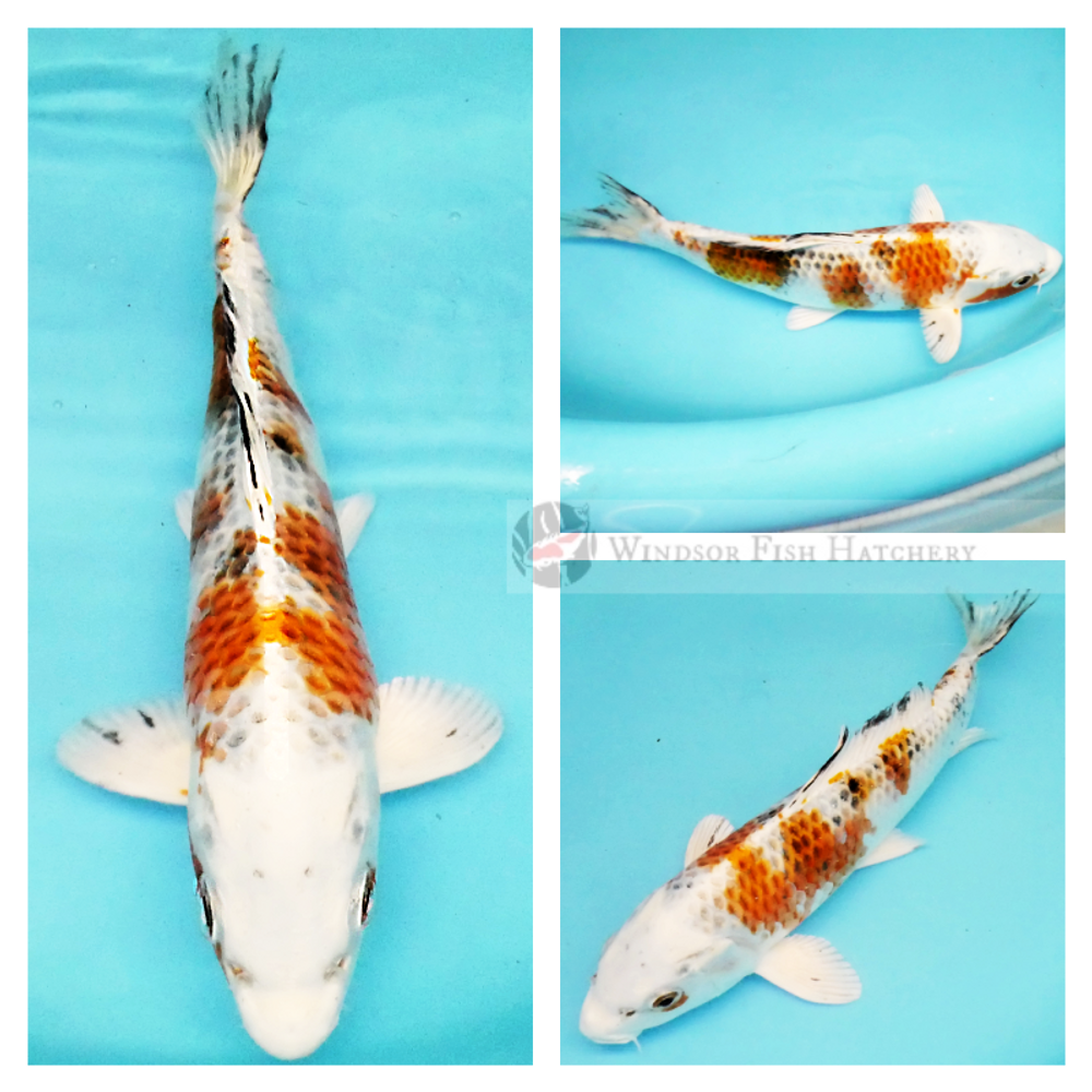 buy healthy metallic colourful koi fish order online now