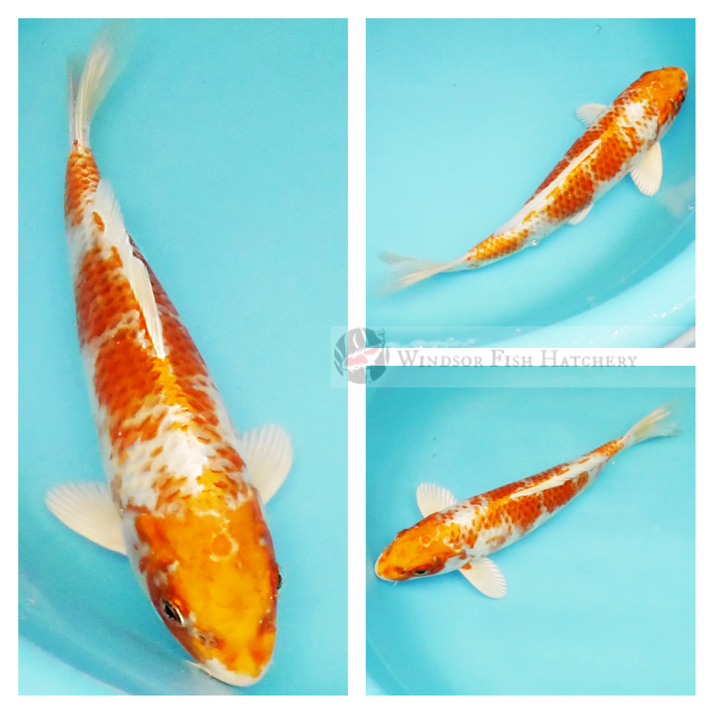 shiny two coloured koi to see in your pond order online now 