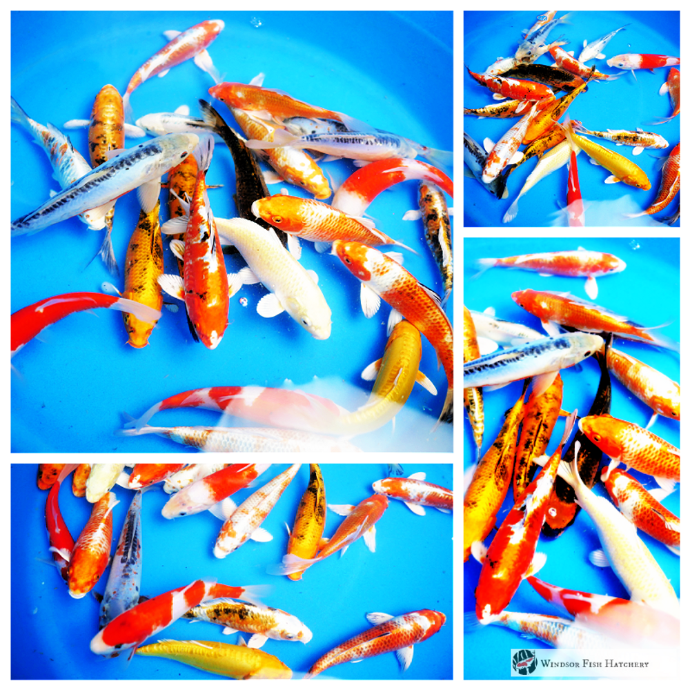 20 new koi fish for sale online from windsor fish hatchery