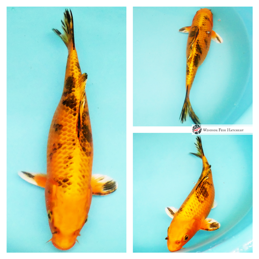 bright glossy koi are easy to spot in your pond buy now