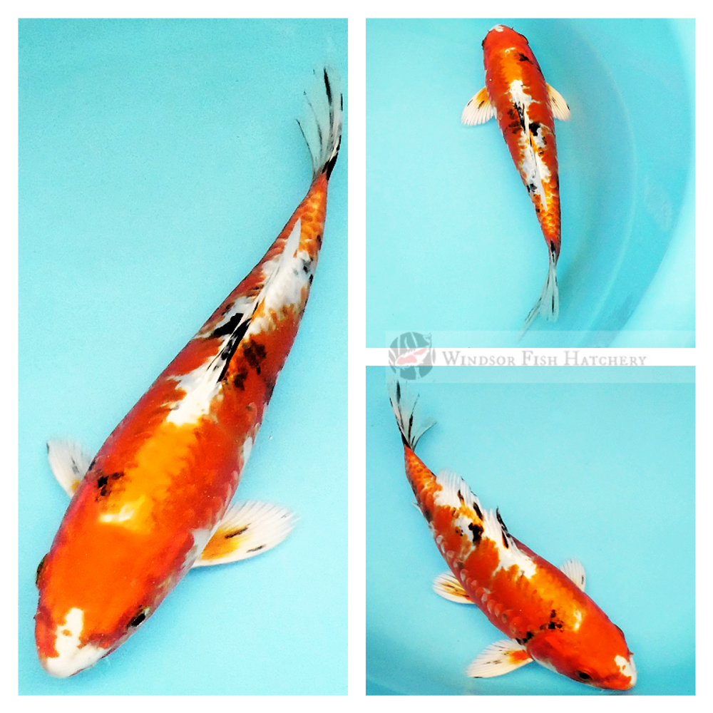  deep colour on this beautiful yamatoniski koi for your pond buy online 