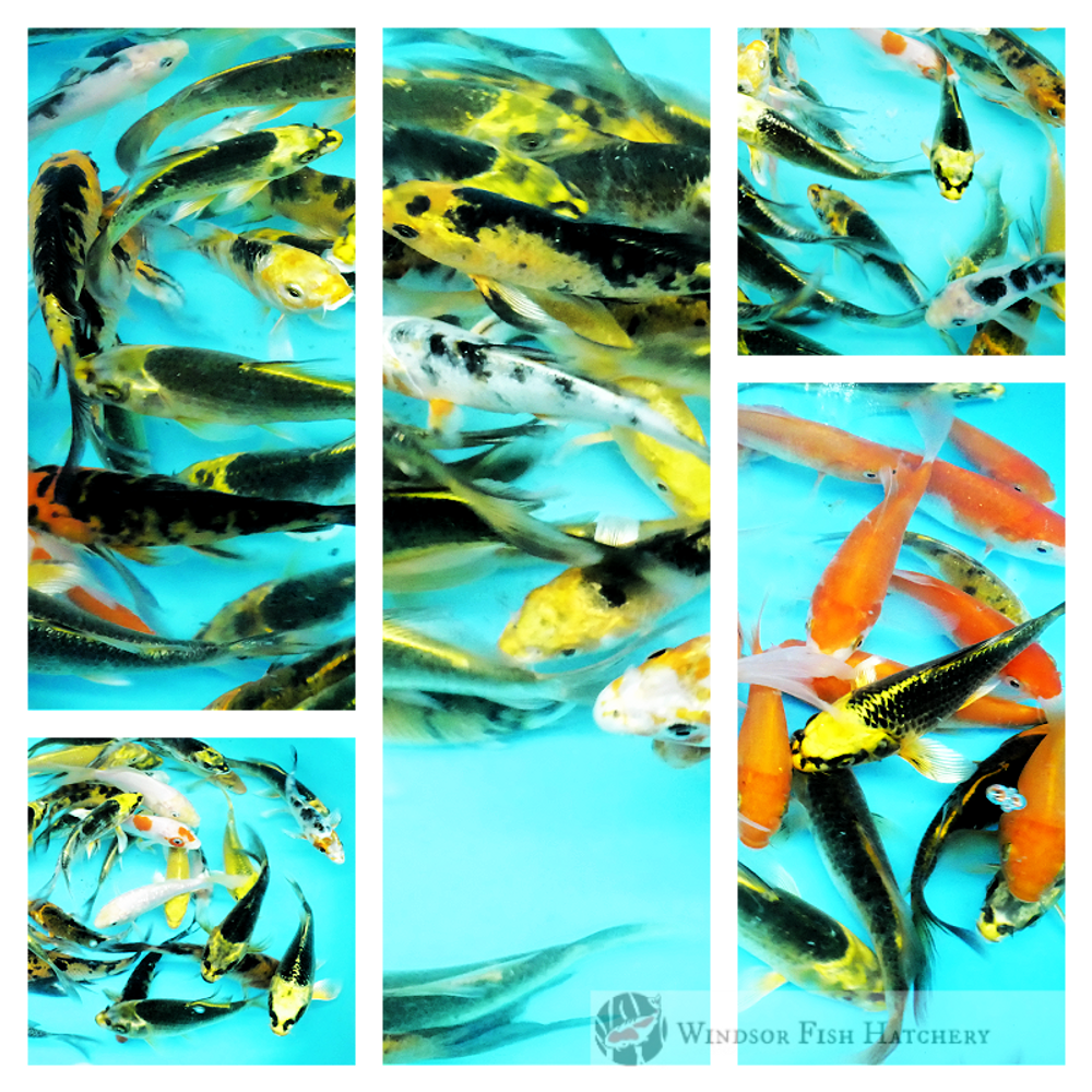 all butterfly batch long flowing tails and fins that continue to grow as the koi does buy online now