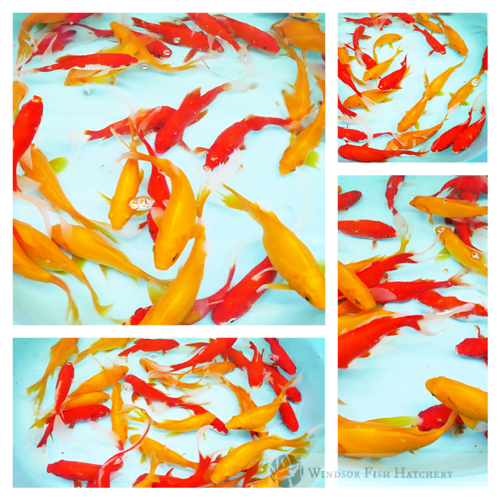 goldfish to see in and grow in your pond this summer season buy online order today 