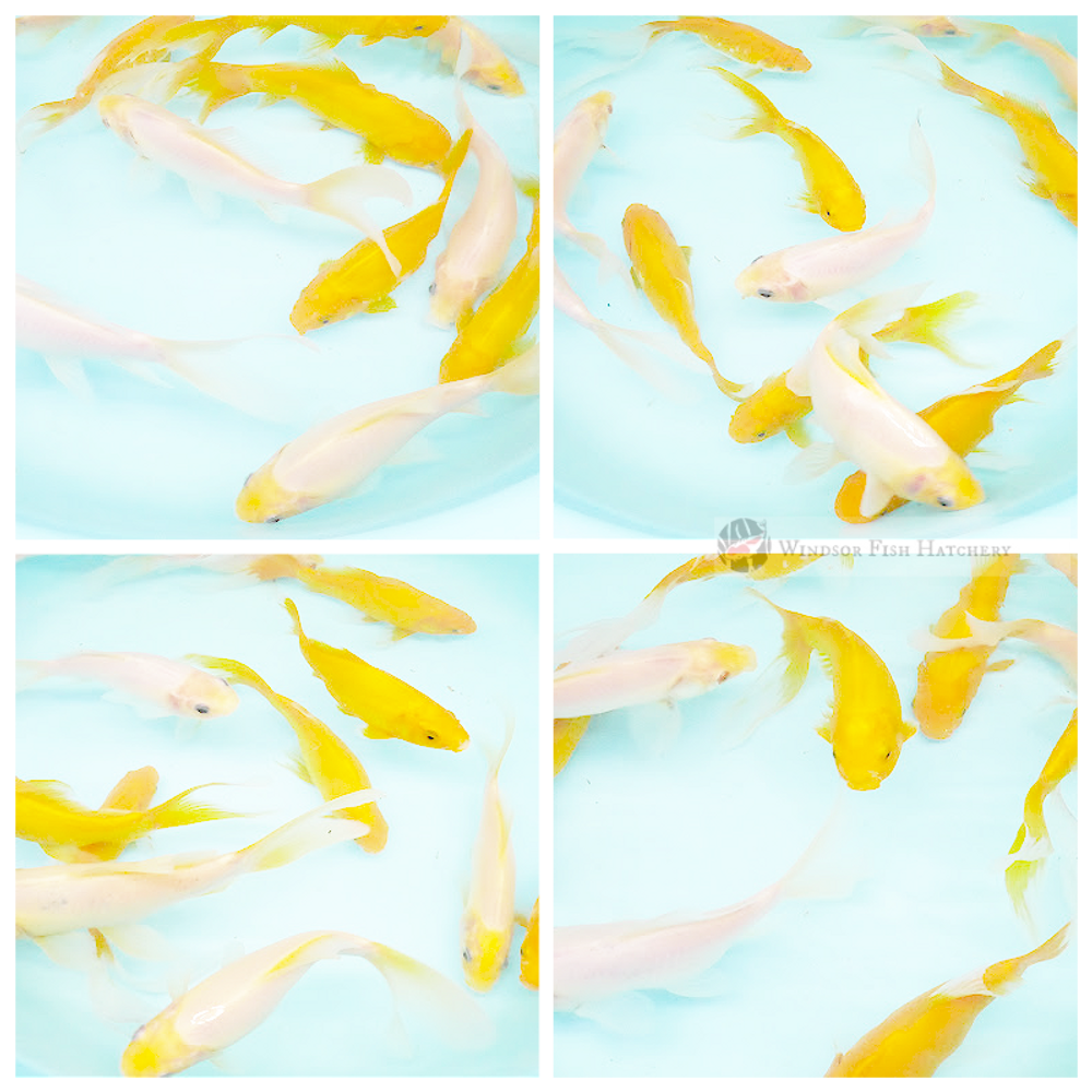 large comets & shubunkins yellows & white for sale online order today delivered to your door