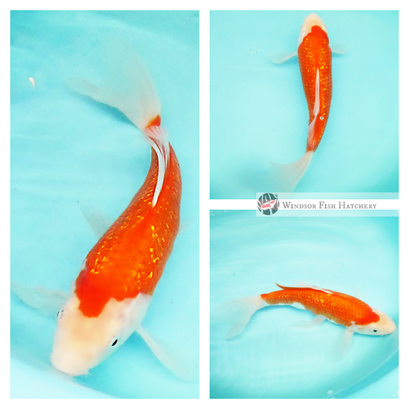 beautiful gin rin butterfly kohaku koi for sale online 