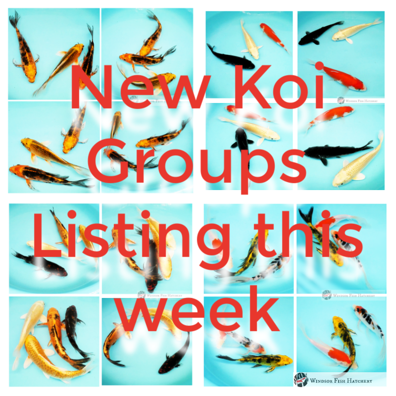 healthy koi fish sold in groups 