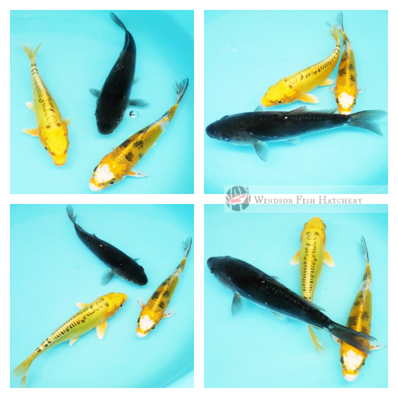 young koi still developing for sale in a group of 3 buy online 