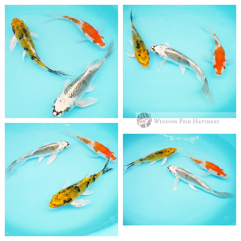  three metallic butterfly koi fish to grow & mature buy now