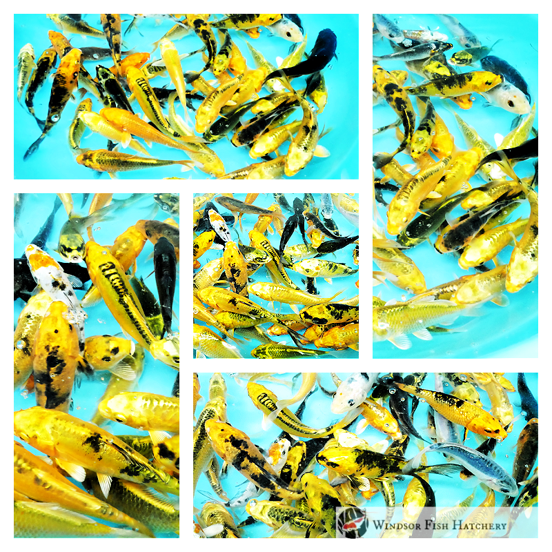 bright koi batch golds, blacks, blue for sale online