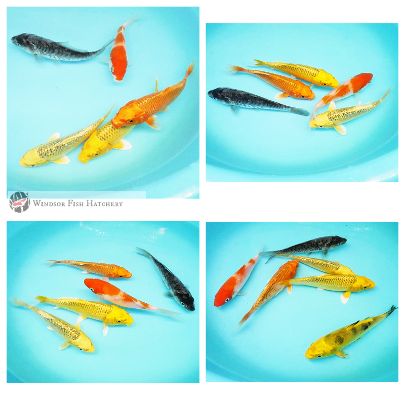 5 different types of young koi to see develop in your pond