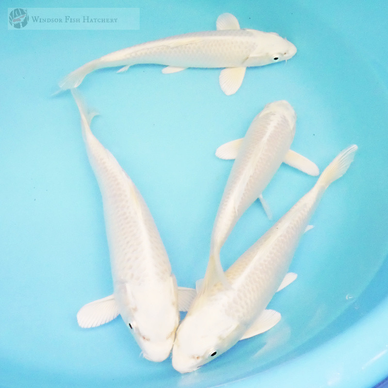 four pure white koi metallic platinum for sale order online now