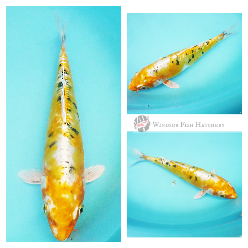 Leather skin bright koi for sale online 