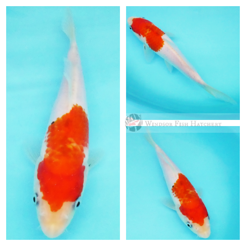 young developing koi for your pond buy online