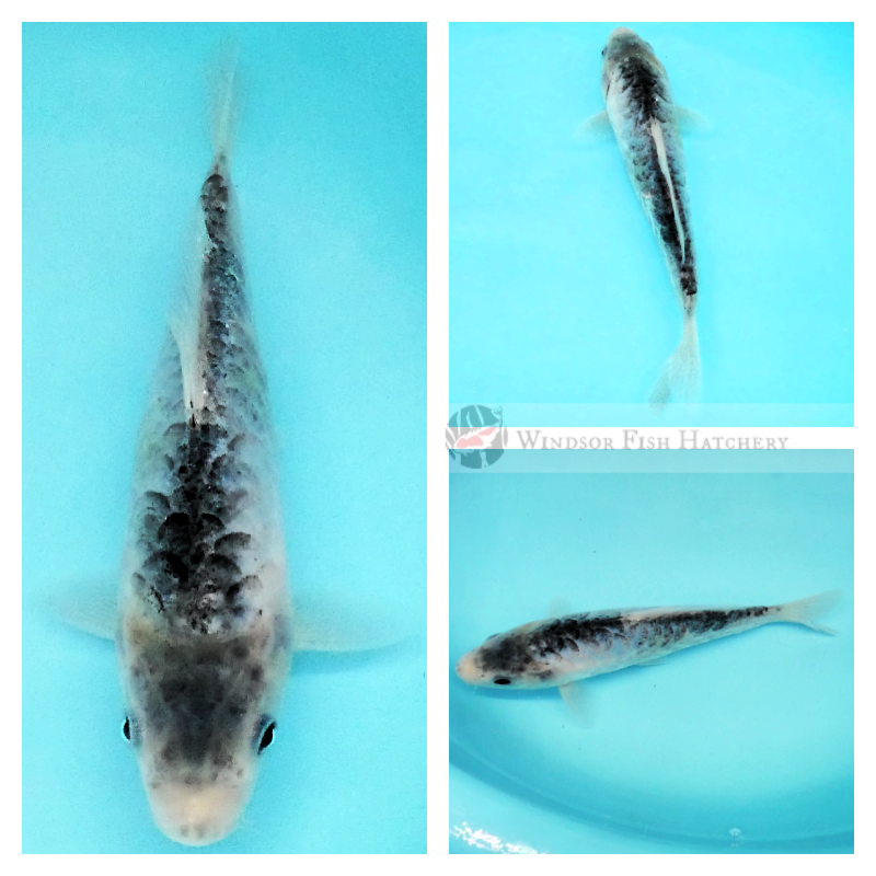 dostiu large scale blue black koi fish for sale  online
