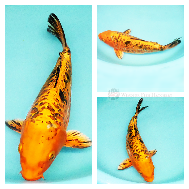 choose glossy metallic koi for sale online 