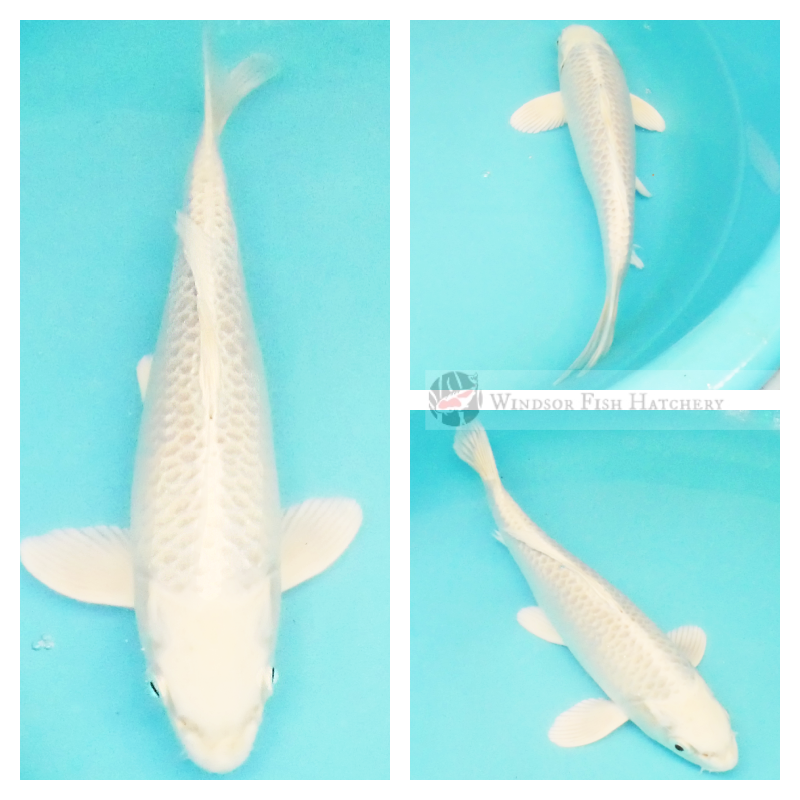 platinum metallic pure white koi for sale online