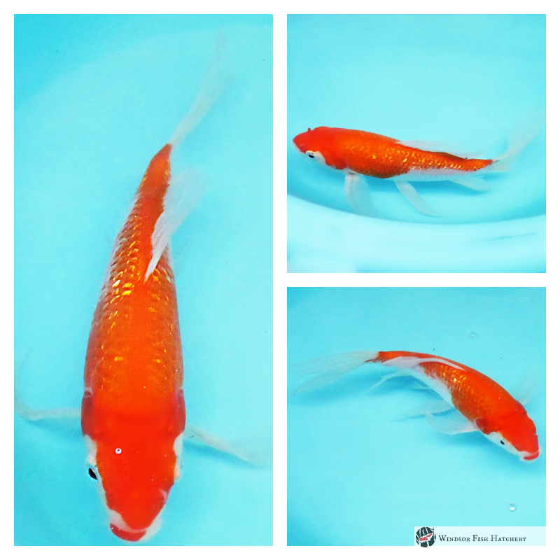 butterfly koi for sale online 