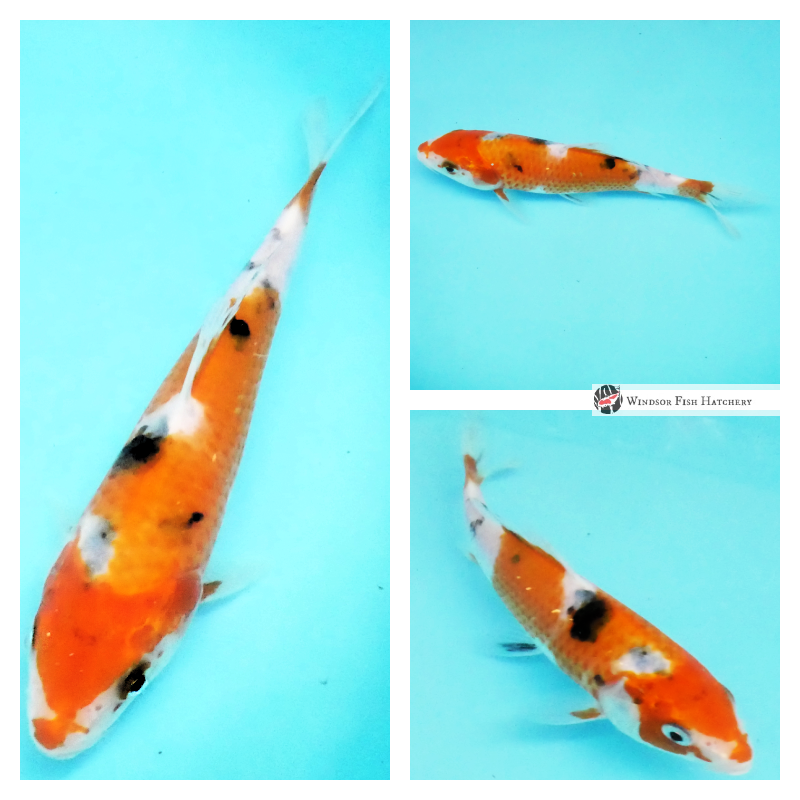 watch this koi grow & develop in your pond 