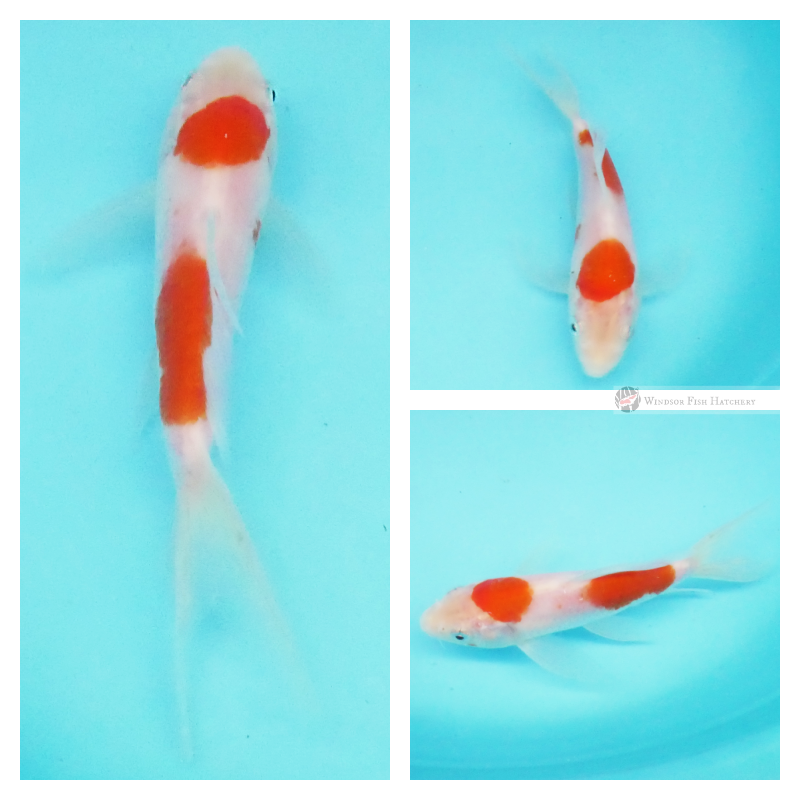 butterfly koi red on white for sale online 