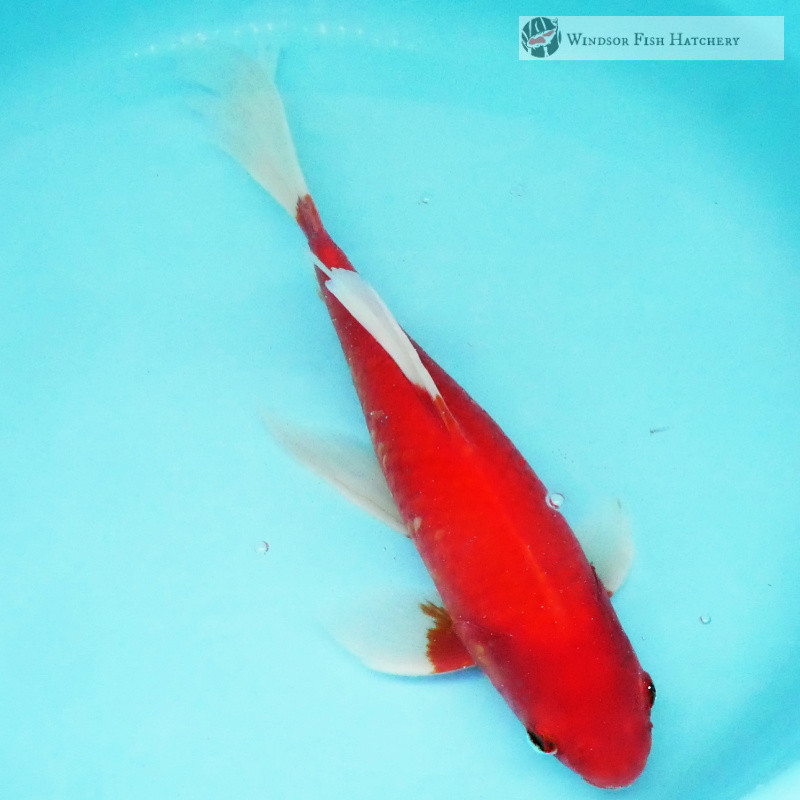 large goldfish for your pond 