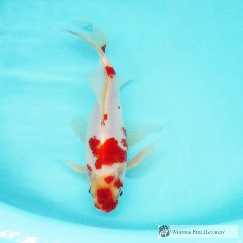 goldfish for sale online from Windsor Fish Hatchery