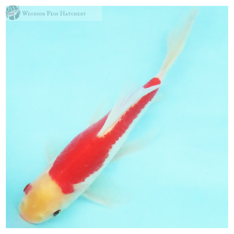 goldfish for sale online