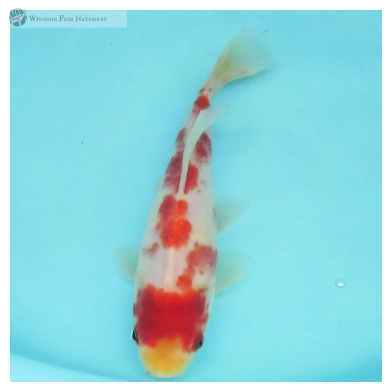 goldfish for sale online 