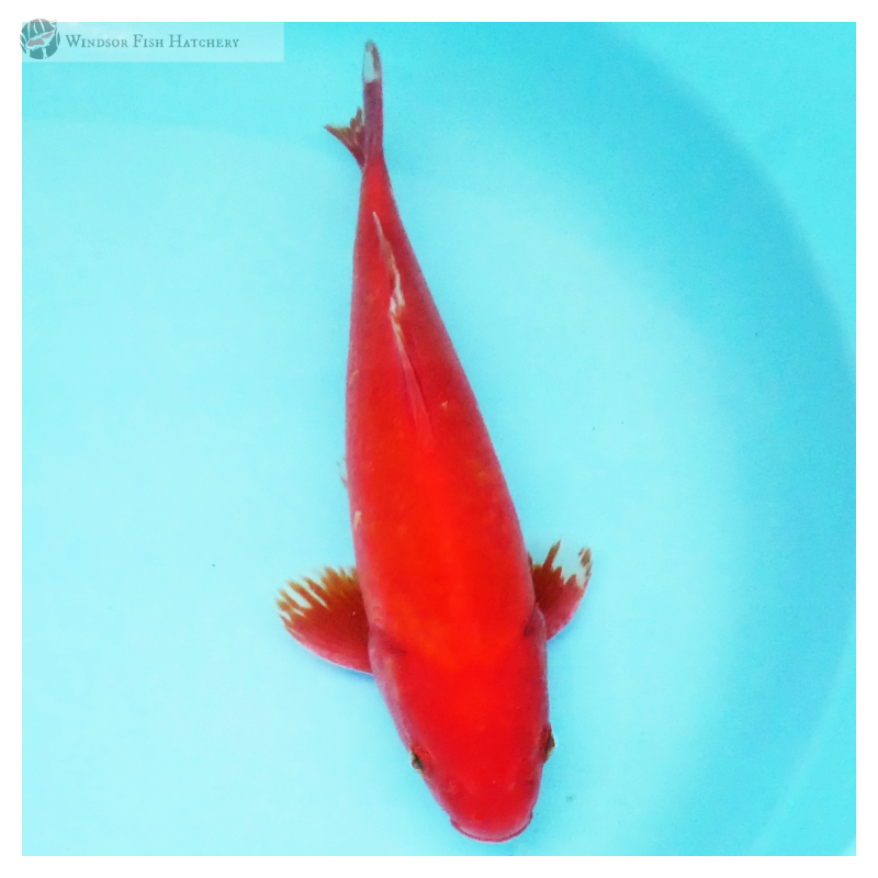 deep red goldfish to see in your pond